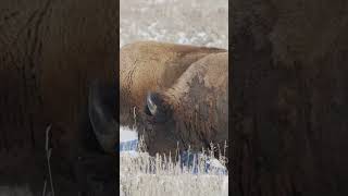 🫢 1️⃣0️⃣ Fascinating Facts About American Bison’s That You Didn’t Know [upl. by Alyar527]