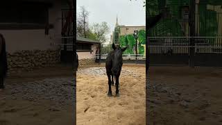 Horse neighing  Sounds of horse 🐎 [upl. by Anirbus573]