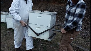 Moving Bees By Hand [upl. by Morganstein]