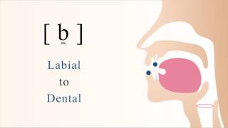 b̪  voiced unaspirated labiodental stop [upl. by Yevette382]