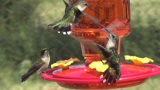 Hummingbirds Hear Sounds They Make While Feeding Chirping Singing [upl. by Ochs]