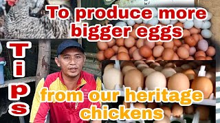 TIPS TO PRODUCE MORE BIGGER EGGS FROM OUR HERITAGE CHICKENSheritage Chicken farming in Philippines [upl. by Normi]