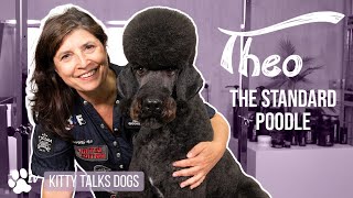 Grooming Theo the Standard Poodle  Kitty Talks Dogs – TRANSGROOM [upl. by Raney]