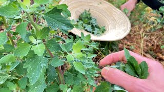 Foraging wild edibles plants Chenopodium album recipes [upl. by Ernaldus]