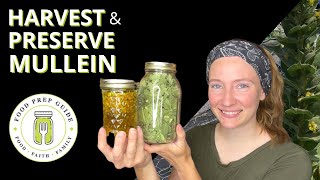 How to Harvest Preserve and Use Mullein [upl. by Fionna]