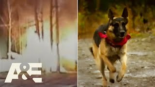 Police amp Firefighters Led to House Fire By Family’s German Shepherd  An Animal Saved My Life  AampE [upl. by Akener]