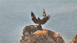 West End  EAGLETS BATTLE ON HISTORIC NEST CHASE AKECHETA FOR FISH KOA FLIES W STICK 😊 62424 [upl. by Eiddal]