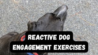 Reactive Dog Training Engagement Exercises and Proof of Progress [upl. by Gavan]