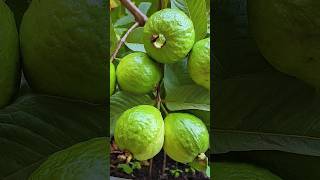 🌿How to grow guava tree great idea to propagate guava tree by air layering using a potato🥔guava [upl. by Annahgiel]