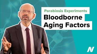 Parabiosis Experiments Prove Bloodborne Aging Factors [upl. by Anayit]