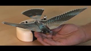 Watch the new Avitron v20 Bionic Remote Controlled Bird fly [upl. by Arrad]