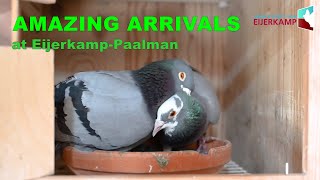 AMAZING ARRIVALS at Eijerkamp Paalman [upl. by Pruchno]