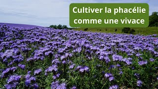 Comment cultiver la phacélie plusieurs années de suite [upl. by Nawuj]