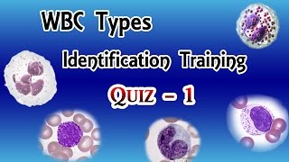 WBC Identification Training Quiz  Part 13 [upl. by Hay667]