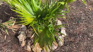 Livistona Chininsis Chinese Fan Palm 1 Year Update in Central Virginia [upl. by Tiram]