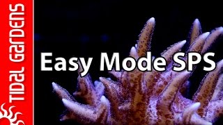 The quotEasy Modequot SPS Aquarium [upl. by Aramit]