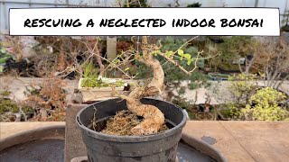 Rescuing a Neglected Indoor Bonsai [upl. by Saidel]