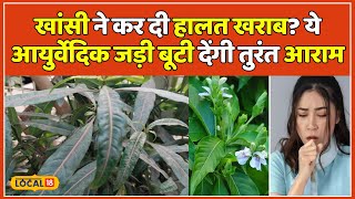 Health Tips 7 दिन में खांसी को कर देता है छूमंतर जानें इस पौधे का नाम  Cough Remedies  local18 [upl. by Trinia118]