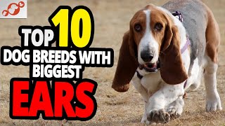 🐕 Dogs With The Biggest Ears  TOP 10 Dog Breeds With The Biggest Ears In The World [upl. by Isiahi]