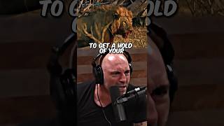 Man Vs Lion 😳 Who Wins  Joe Rogan shorts [upl. by Dore]