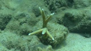 OCEAN QUEST  SEA SHEPHERD DIVE CORAL NURSERY IN MALAYSIA [upl. by Susi]