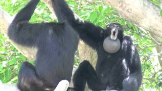 Siamang Gibbons howling at Miami Metrozoo [upl. by Edette]