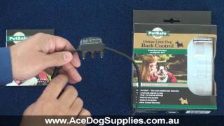 Bark Collar Review  Petsafe Little Dog Nano No Bark Collar [upl. by Deerc]