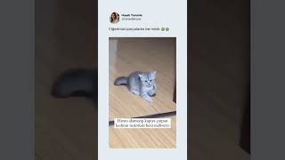 Ciğerimizi Parçaladın Be Minik 😭😭 kedi cat sad üzgün keşfet viralvideo [upl. by Auhso]