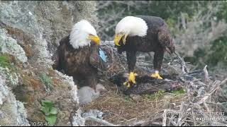 Thunder brings prey of a large bird Explore Live Nature Cams West End Bald Eagle Cam [upl. by Lindeberg248]