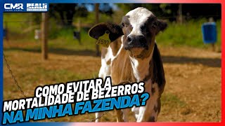 Como evitar a mortalidade de bezerros na minha fazenda  Caso de Sucesso Fazenda Fortuna [upl. by Ainud]