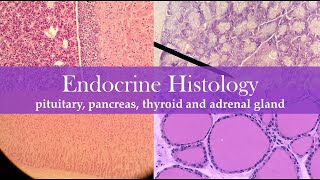 Endocrine histology [upl. by Letti]