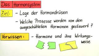 Hormonsystem  Biologie  Humanbiologie [upl. by Ahsiekyt382]