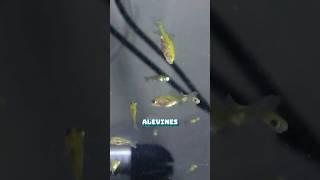 Cómo alimentar a los Alevines Crías de los Peces con Artemia  Goldfish aquarium goldfish [upl. by Rehptsirhc]