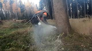 Těžba dřevawood cutting STIHL MS 462 402021 [upl. by Granthem]