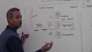 Types of Hematopoietic Stem Cells [upl. by Dulcle]