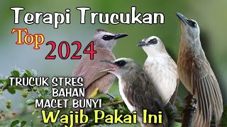 Terapi TRUCUKAN STRES  Terapi Trucuk MACET BUNYI biar cepat gacor dan ropel [upl. by Greenwell]