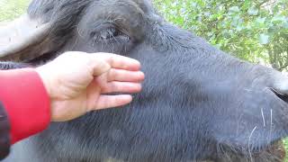 Petting a Water Buffalo in Thetford [upl. by Atiniv]