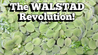 The WALSTAD Revolution Packs More Punch than Father Fish’s Soil Mix aquarium walstad fishroom [upl. by Anairad]