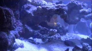 500 Gallon Coral Reef Aquarium Tank LA Fishguys Episode 80 pt 3 [upl. by Tyre]