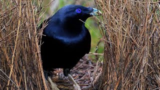 Australian Birds Satin Bowerbird the performer [upl. by Eliathas901]