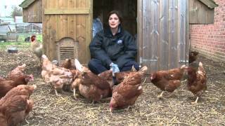 Pet rescue RSPCA animal rehoming shelter Southridge Potters Bar [upl. by Hallimaj]