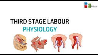 NORMAL LABOUR THIRD STAGE PHYSIOLOGY [upl. by Ekoorb397]