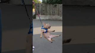 American Bully puppy 5 months old Showed character Socialization and training are required [upl. by Anyl]