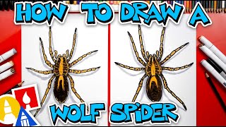 How To Draw A Wolf Spider [upl. by Narcho447]