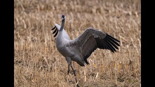 29 October 2024 Cranes near Diepholz Germany [upl. by Brindell84]