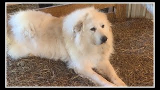 Moving COCHISE Our Great Pyrenees MOVING VLOG 16 [upl. by Hairaza798]