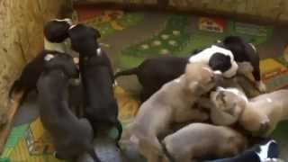 Amstaff puppies 3 weeks old [upl. by Coucher]