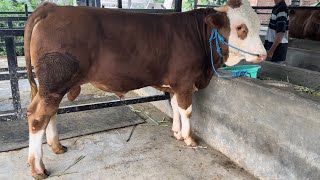 review harga sapi terbaruu‼️ [upl. by Remle491]