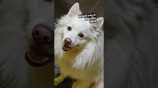 dog tamil animalfundub telugu doglover comedyvideos funnyshorts ytfunny asalainahasyam [upl. by Nyrret]