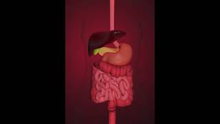 Digestive system small intenstine 3D Animation [upl. by Werna988]